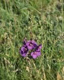 Verbascum phoeniceum