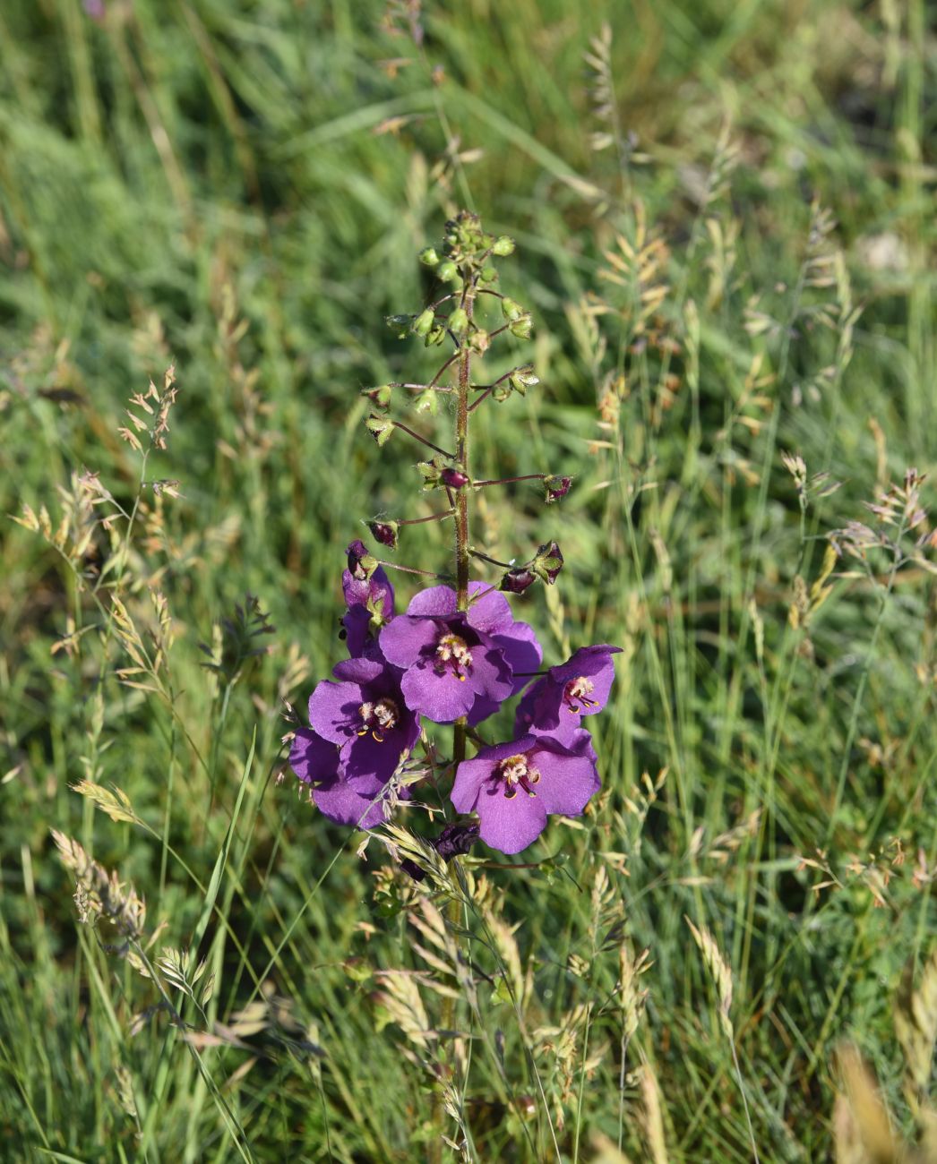 Image of Verbascum phoeniceum specimen.