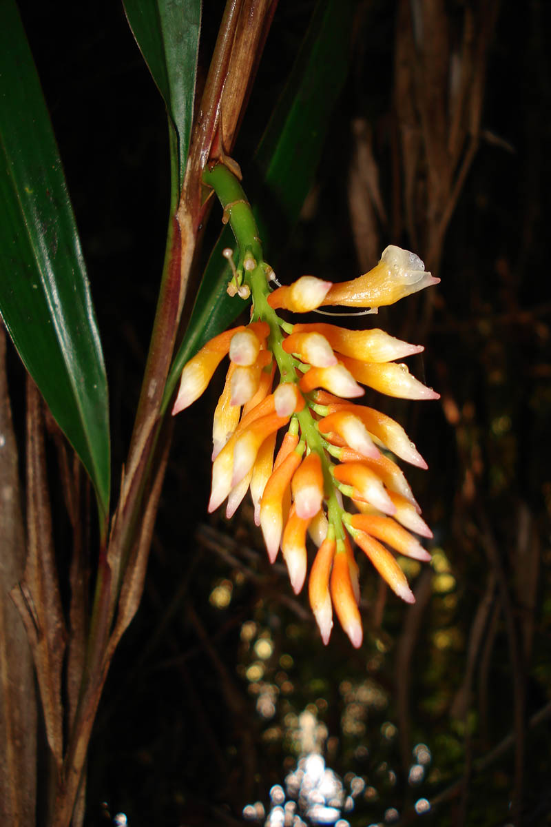 Изображение особи семейство Zingiberaceae.