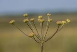 Taeniopetalum arenarium. Соплодие. Ростовская обл., Шолоховский р-н, окр. станицы Вёшенская, песчаная степь. 24.07.2022.