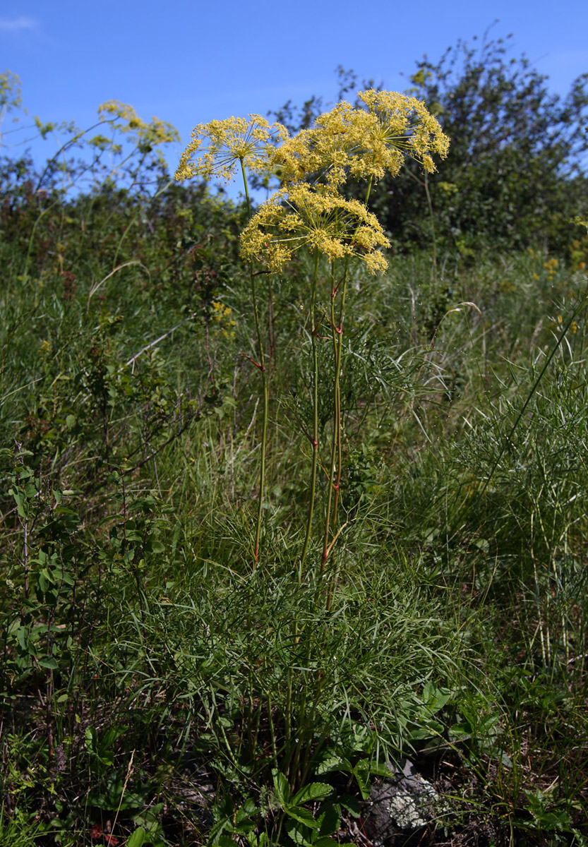 Изображение особи Peucedanum morisonii.