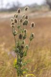 Dipsacus laciniatus. Верхушка цветущего и плодоносящего растения. Ростовская обл., Азовский р-н, окр. хут. Обуховка, остепнённый песчаный луг. 21.08.2022.