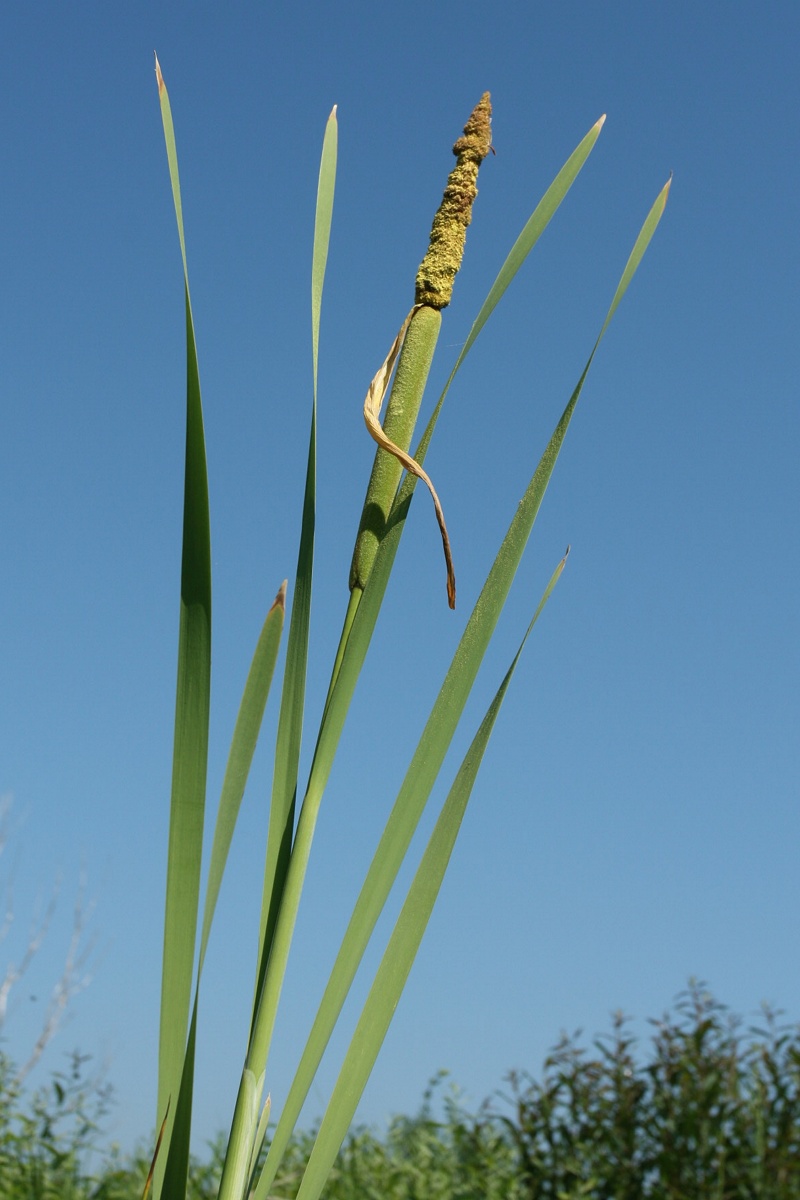 Изображение особи Typha latifolia.