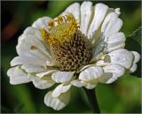 Zinnia elegans