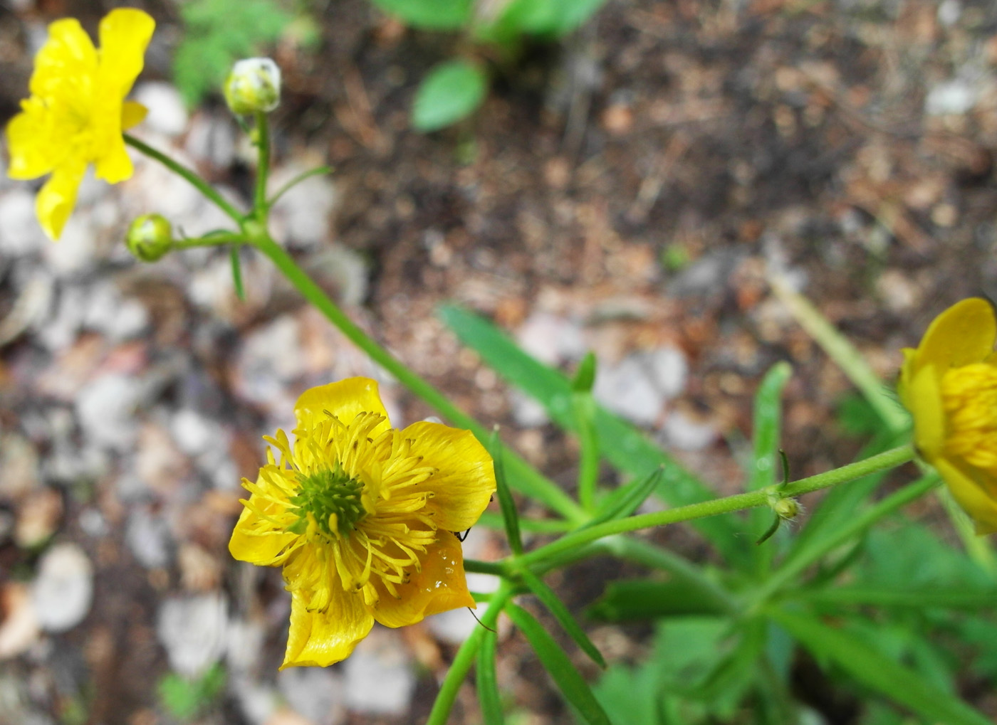 Изображение особи Ranunculus acris.