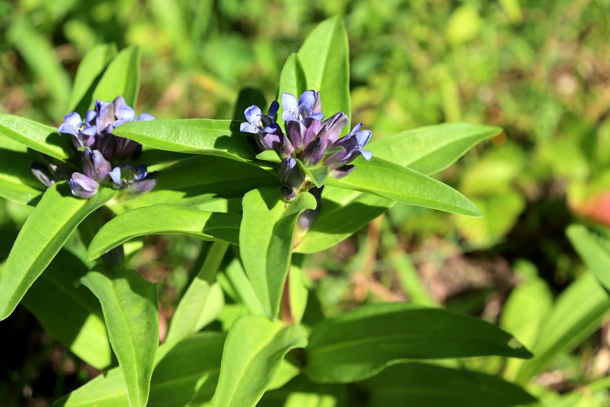 Изображение особи Gentiana cruciata.