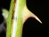 Image of taxon representative. Author is Илья Оголь