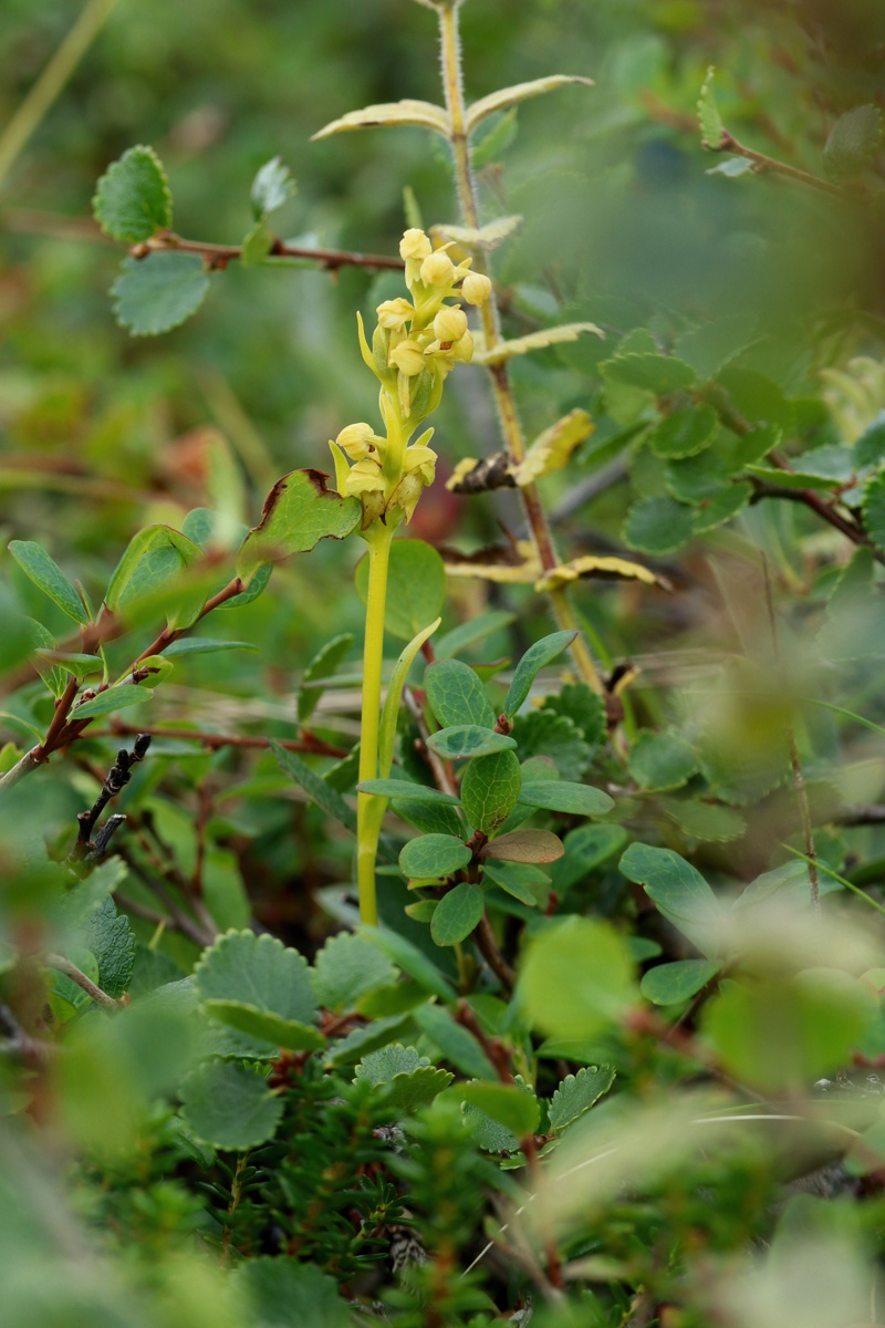 Image of Dactylorhiza viridis specimen.