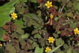 Oxalis corniculata