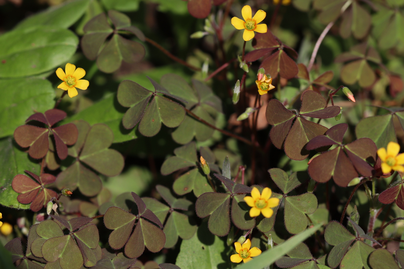 Изображение особи Oxalis corniculata.