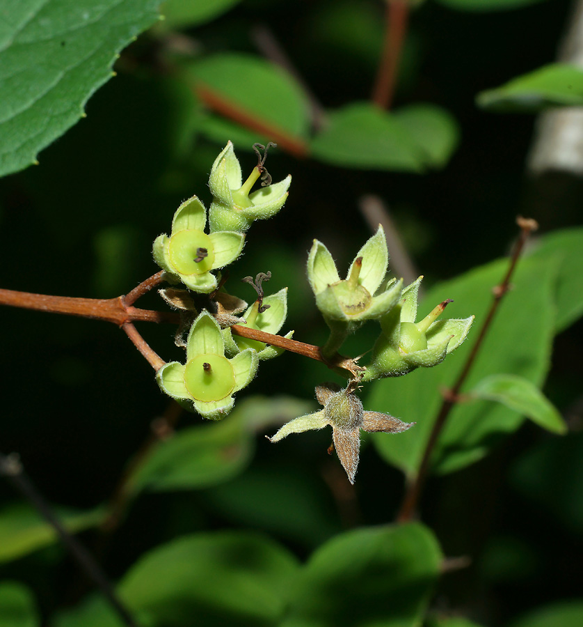 Изображение особи Philadelphus coronarius.