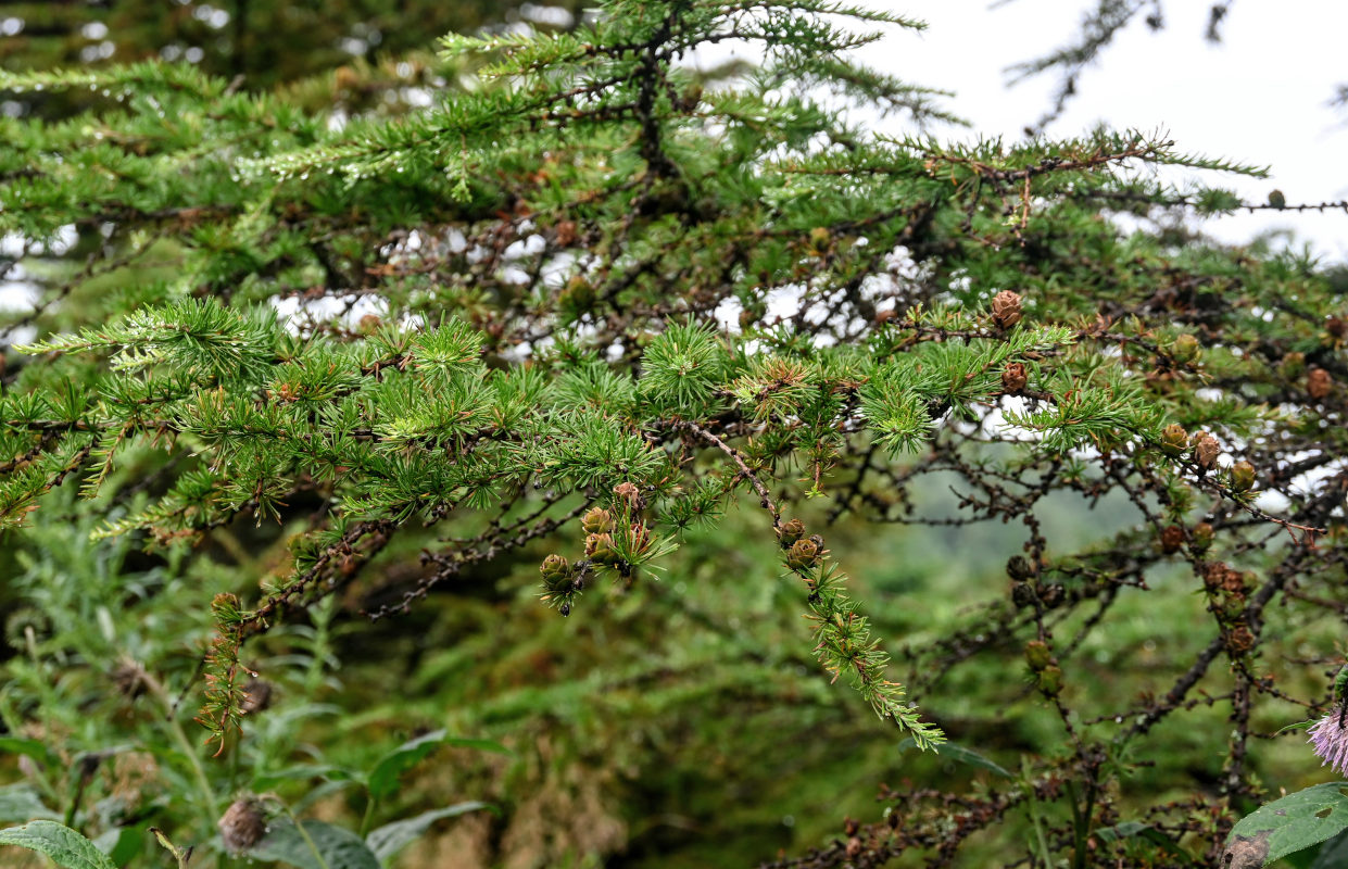 Image of Larix kamtschatica specimen.