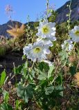 Alcea nudiflora