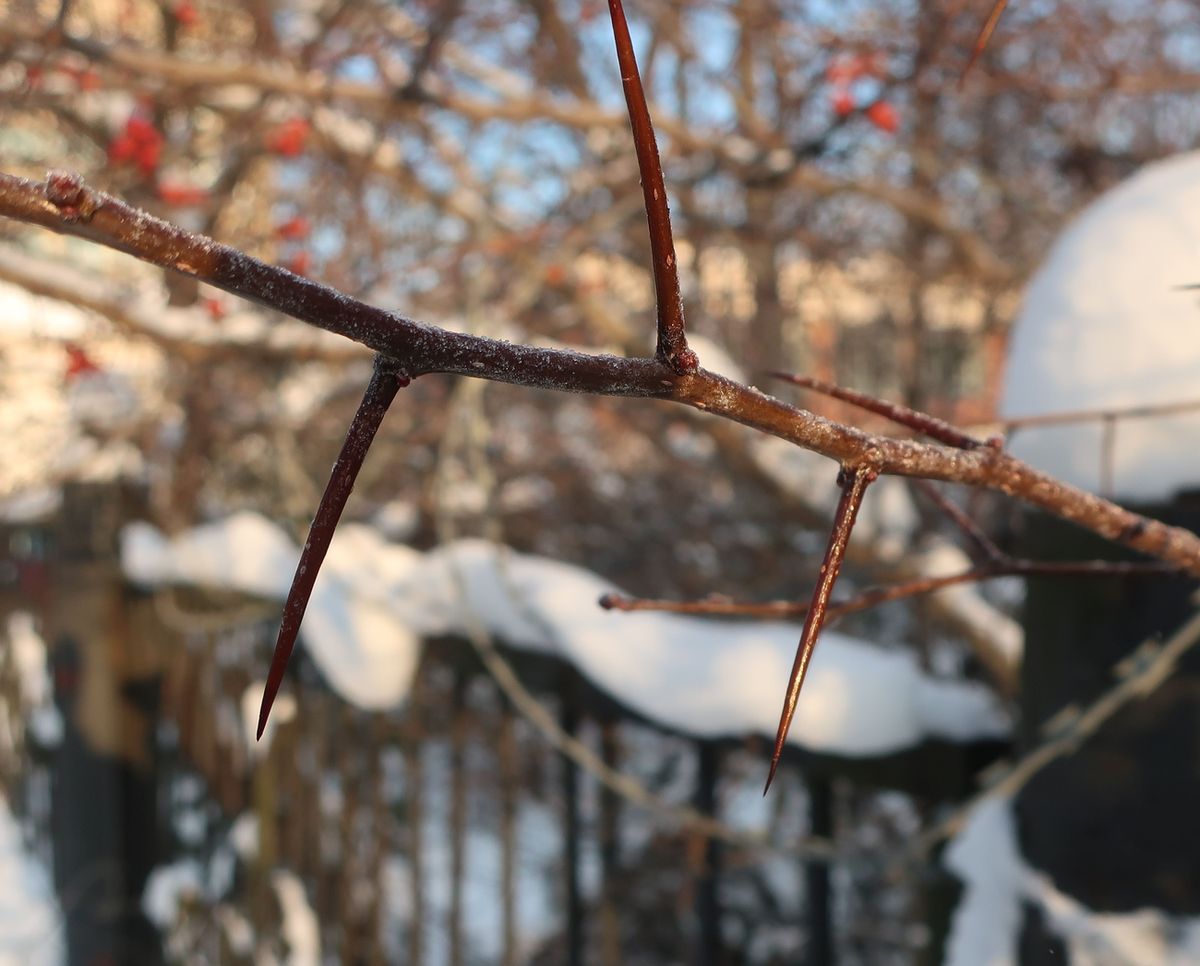 Image of genus Crataegus specimen.