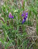 Vicia multicaulis