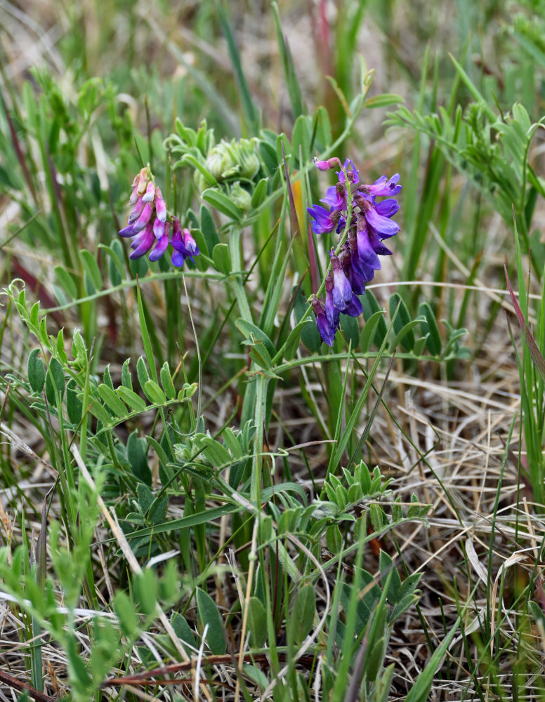 Изображение особи Vicia multicaulis.