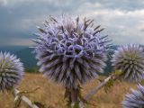 Echinops sphaerocephalus. Соцветие. Краснодарский край, м/о г. Геленджик, хр. Маркотх, гора Иорданова, ≈ 650 м н.у.м., горный луг. 23.07.2016.