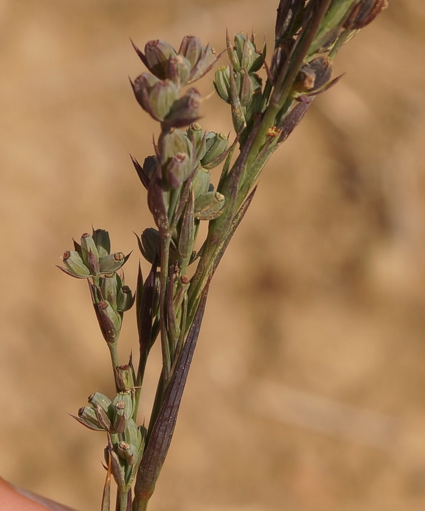 Image of Bupleurum affine specimen.