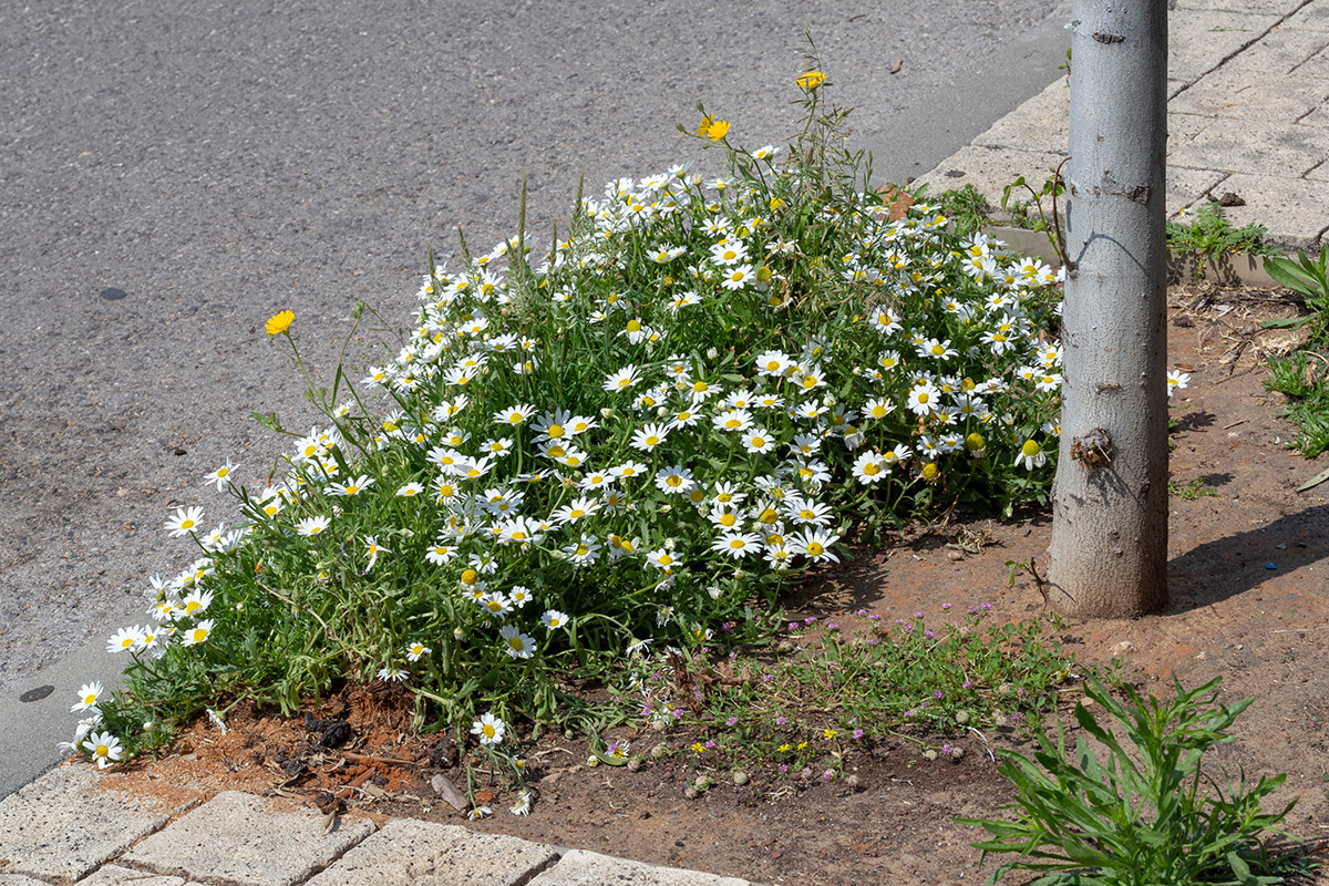 Изображение особи Anthemis palaestina.