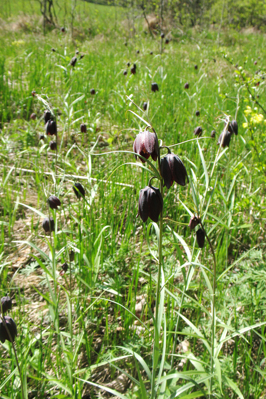 Изображение особи Fritillaria ruthenica.