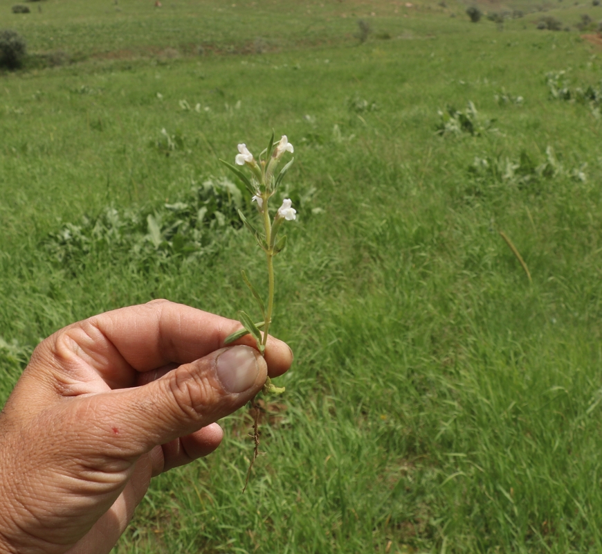 Image of familia Lamiaceae specimen.