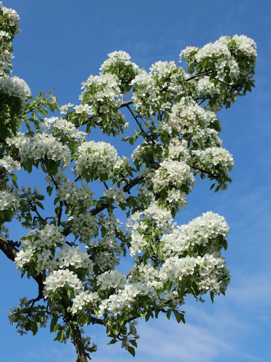 Image of Pyrus communis specimen.