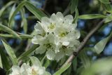 Pyrus salicifolia. Цветки и часть ветви. Санкт-Петербург, Фрунзенский р-н, парк \"Яблоневый сад\", в культуре. 14.05.2023.