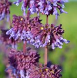 Salvia verticillata