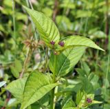 Circaea subspecies quadrisulcata