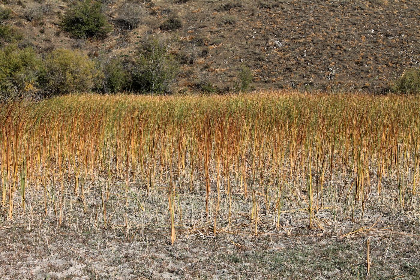 Image of Typha angustifolia specimen.