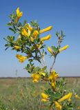 Chamaecytisus ruthenicus