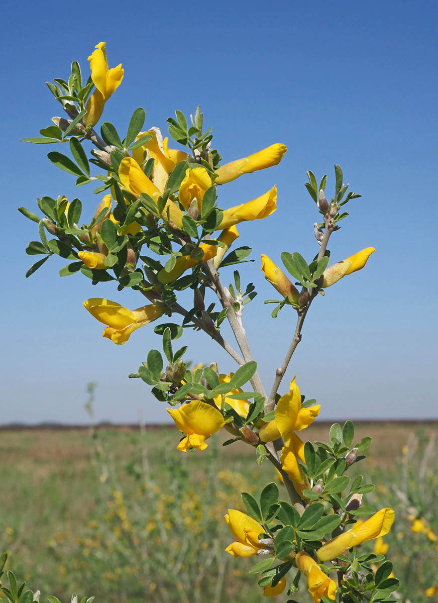 Изображение особи Chamaecytisus ruthenicus.