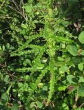 Cirsium schischkinii