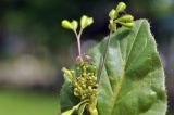 Boerhavia diffusa