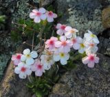Androsace lehmanniana. Цветки. Читинская обл., Кыринский р-н, Сохондинский заповедник. 24.06.2004.