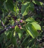 Rhamnus cathartica