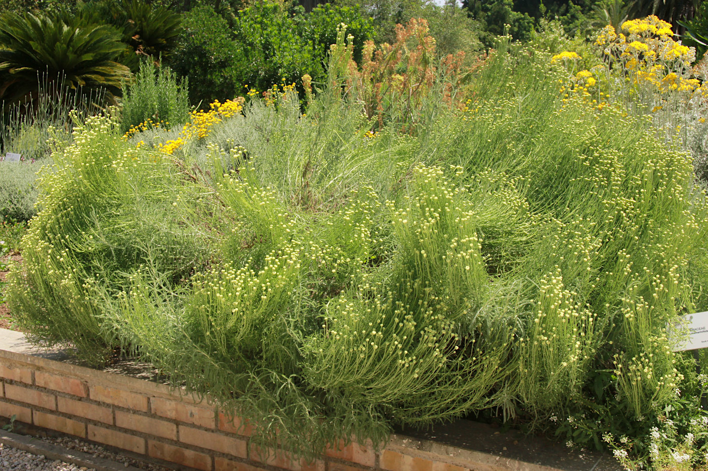 Изображение особи Santolina rosmarinifolia.