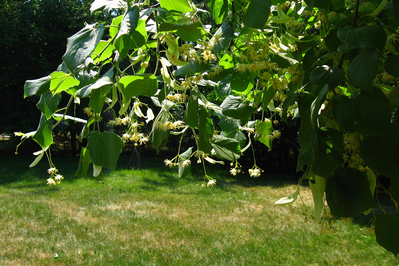 Image of Tilia cordata specimen.