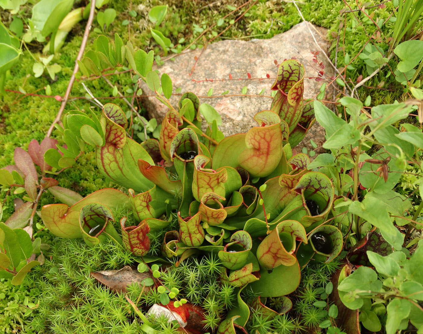 Изображение особи Sarracenia purpurea.