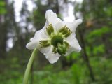 Moneses uniflora