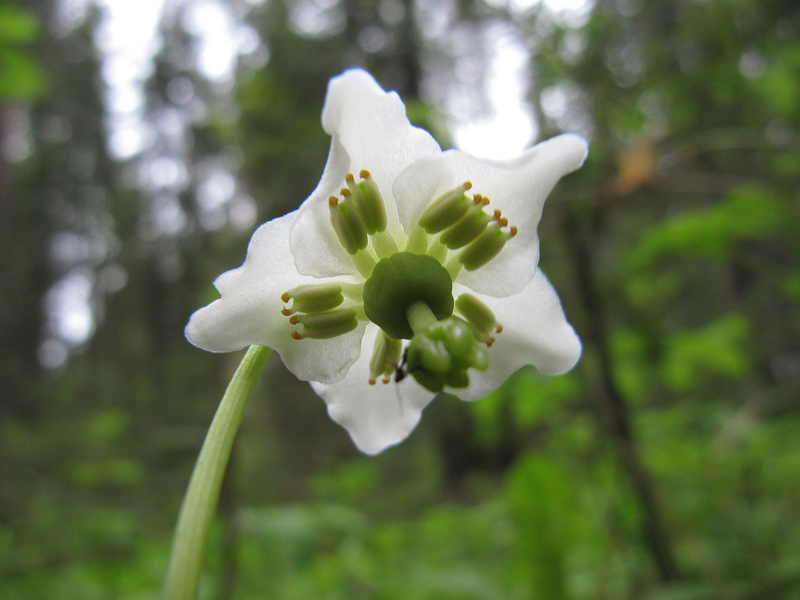 Изображение особи Moneses uniflora.