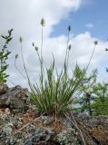 genus Agropyron. Плодоносящее растение. Башкортостан, Учалинский р-н, Миндякский сельсовет, каменистый склон горы Акбура ≈ 750 м н.у.м. 3 сентября 2023 г.