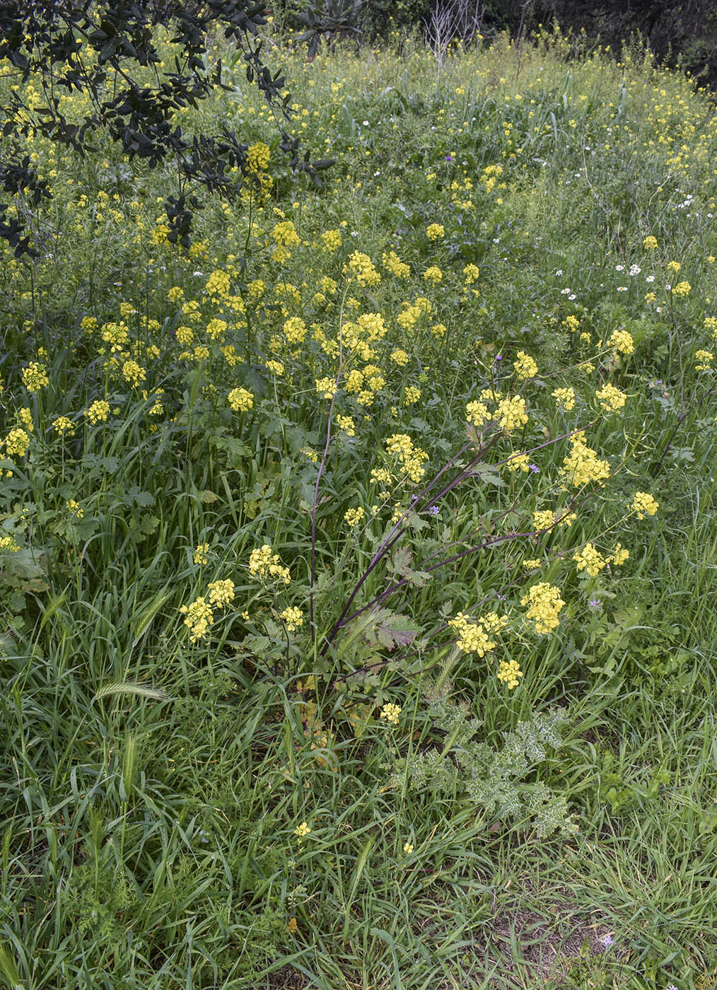 Image of Sinapis alba ssp. mairei specimen.