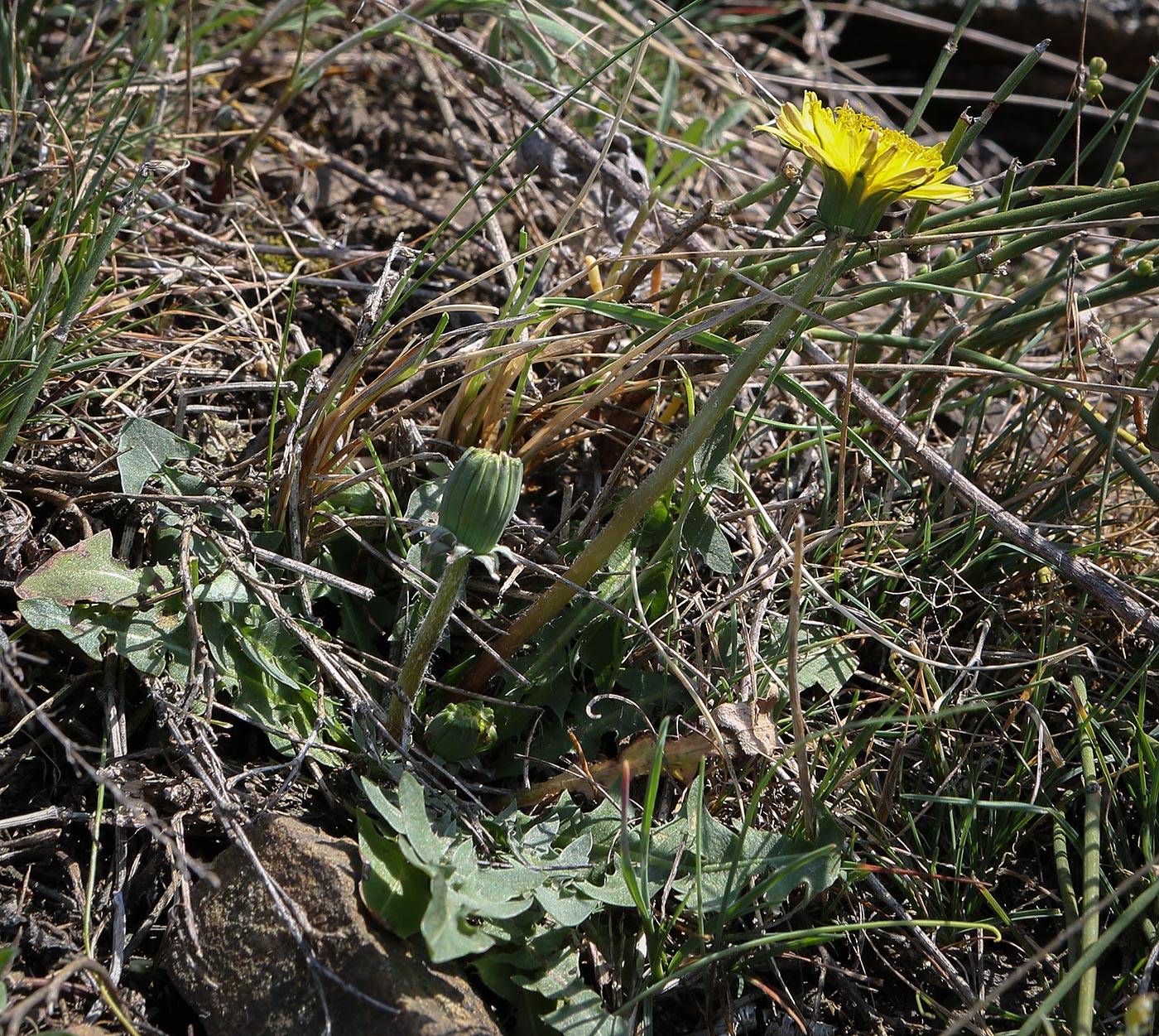 Изображение особи Taraxacum officinale.