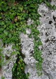 Hedera colchica. Вегетирующие растения. Грузия, Имеретия, каньон Окаце, на скале. 15.06.2023.