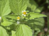 Galinsoga quadriradiata