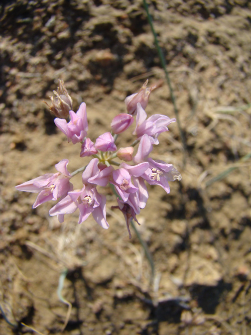 Image of Allium weschniakowii specimen.