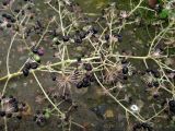 Aralia elata