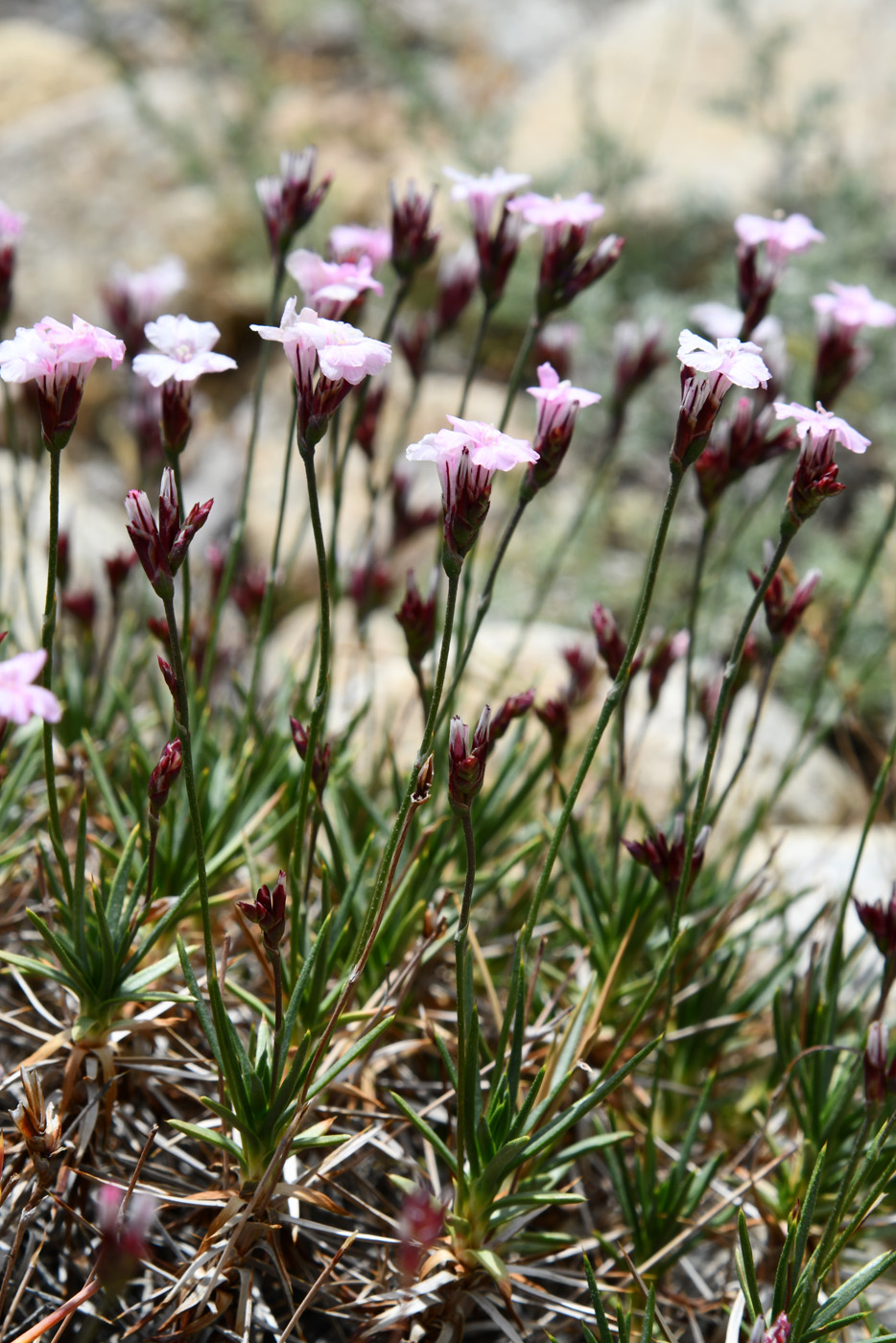 Image of Acantholimon pamiricum specimen.