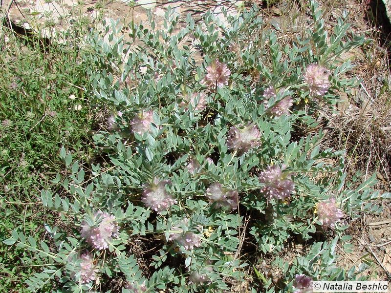 Изображение особи Astragalus lasiostylus.